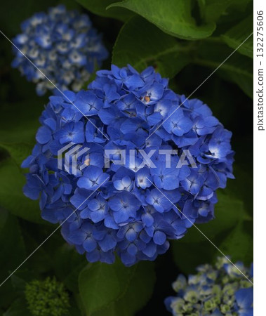 Blooming Flower Closeup Vibrant Nature Blooming Flower Closeup Vibrant Nature 132275606
