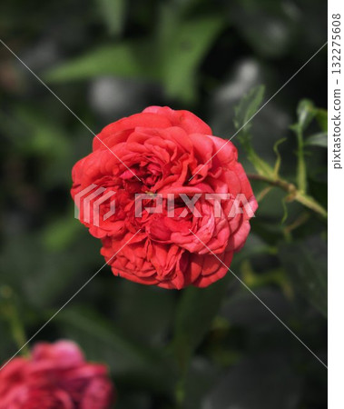 Blooming Flower Closeup Vibrant Nature Blooming Flower Closeup Vibrant Nature 132275608