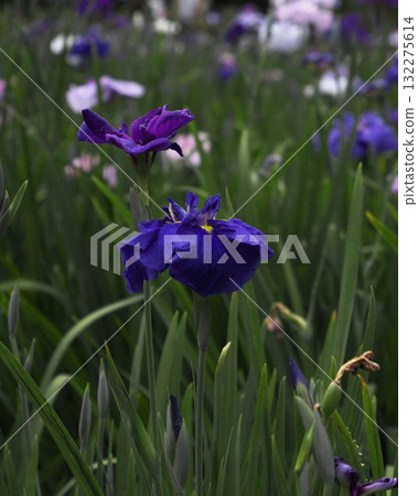 Blooming Flower Closeup Vibrant Nature Blooming Flower Closeup Vibrant Nature 132275614