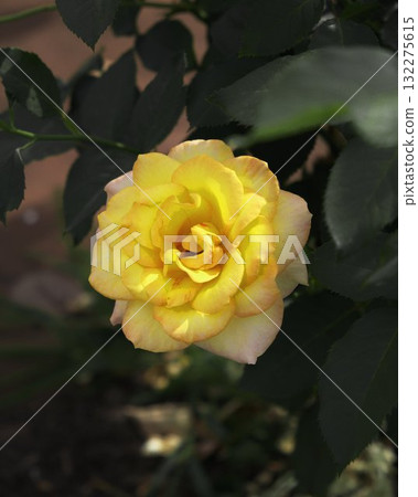 Blooming Flower Closeup Vibrant Nature Blooming Flower Closeup Vibrant Nature 132275615