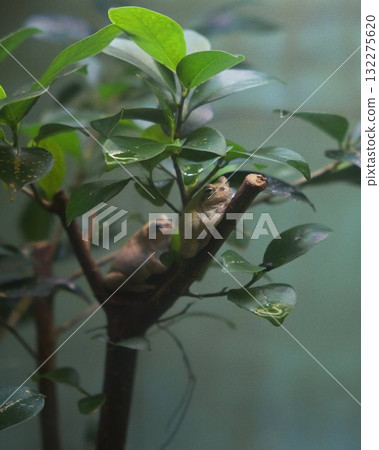 Frogs Tree Branch Green Leaves Nature 132275620