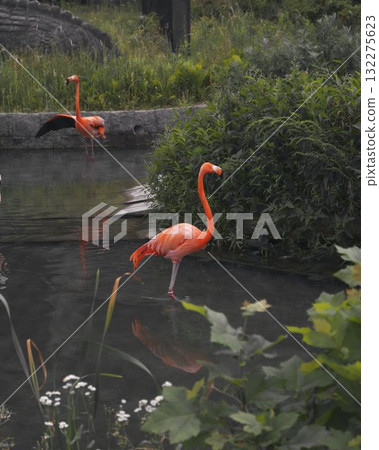 Flamingos Pink Birds Water Pond Nature Flamingos Pink Birds Water Pond Nature 132275623