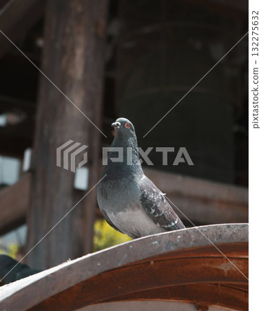 Urban Pigeon Perched On Metal Structure Japan Urban Pigeon Perched On Metal Structure Japan 132275632