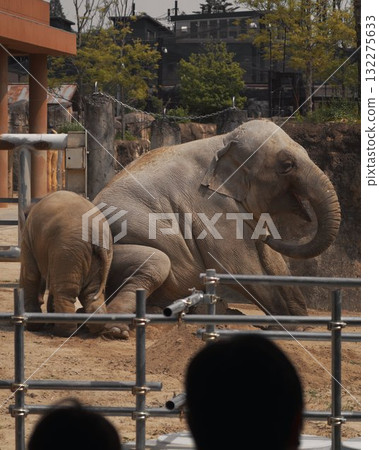 Elephant Baby Mother Zoo Daytime Japan 132275633