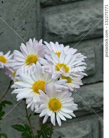 Chrysanthemum morifolium is hybrid of perennial plants of the genus Chrysanthemum morifolium. Scientific name Chrysanthemum morifolium. Chrysanthemum morifolium is hybrid of perennial plants of the genus Chrysanthemum morifolium. Scientific name Chrysanthemum morifolium. 132275771