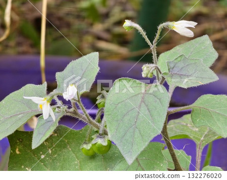 Close-up of a flowering Solanum nigrum plant. The white flowers of black nightshade are followed by the poisonous black berries. Close-up of a flowering Solanum nigrum plant. The white flowers of black nightshade are followed by the poisonous black berries. 132276020