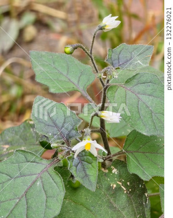 A close-up of a flowering Solanum nigrum plant. White flowers of black nightshade are followed by the poisonous black berries. 132276021