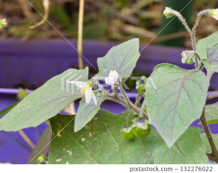 A close-up of a flowering Solanum nigrum plant. The white flowers of black nightshade are followed by the poisonous black berries. A close-up of a flowering Solanum nigrum plant. The white flowers of black nightshade are followed by the poisonous black berries. 132276022
