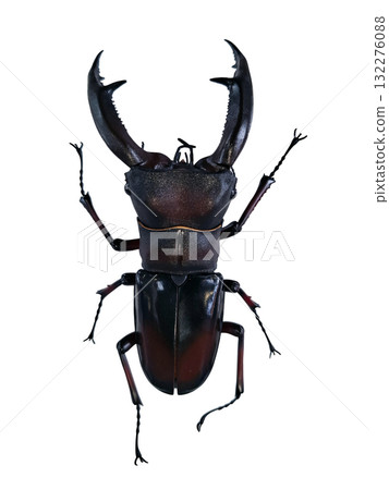 A large black stag beetle imitation is isolated on a plain background, showcasing its striking features and lifelike appearance in a still setting. The design captures nature's beauty. A large black stag beetle imitation is isolated on a plain background, showcasing its striking features and lifelike appearance in a still setting. The design captures nature's beauty. 132276088