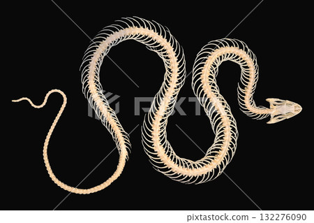 This unique specimen features a complete snake skeleton against a solid black background, highlighting the delicate and intricate bone structure. The detailed anatomy is clearly visible. 132276090