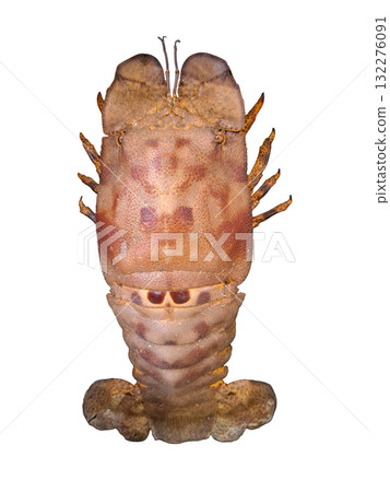 Isolated Spanish slipper lobster, Scyllarides aequinoctialis, reveals its distinct shape and texture. Found in warm coastal waters, this species exhibits an intriguing anatomy and vibrant coloration. 132276091