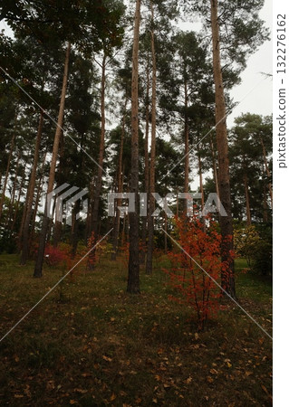 Autumn Forest Pines Seasonal Color Nature Autumn Forest Pines Seasonal Color Nature 132276162