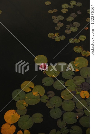 Water Lily Pond Leaves Single Bloom Tranquil 132276164