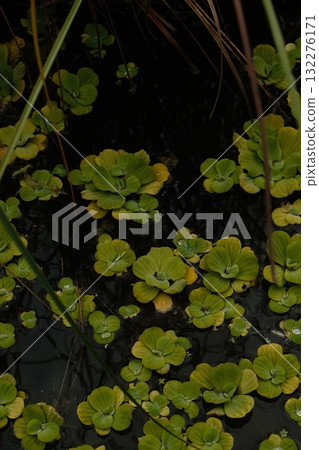 Water Lettuce Pond Green Floating Aquatic Plants Water Lettuce Pond Green Floating Aquatic Plants 132276171