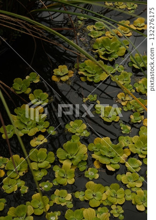Water Lettuce Pond Green Floating Aquatic Plants 132276175