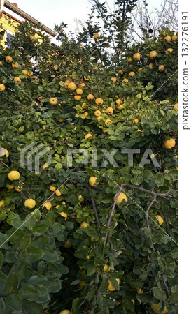 Ripe yellow apples on tree with green leaves in autumn garden Ripe yellow apples on tree with green leaves in autumn garden 132276191