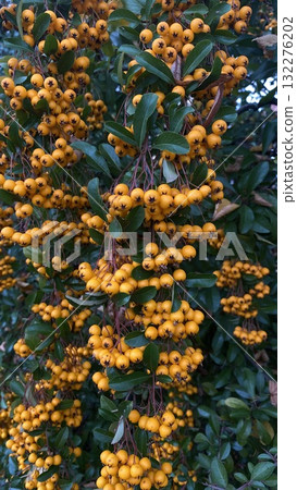 Bright yellow berries on green bush in autumn garden 132276202