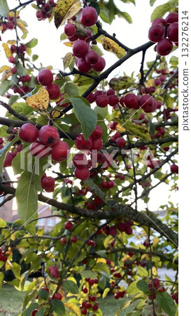 Red berries on tree branch with green and yellow leaves in autumn Red berries on tree branch with green and yellow leaves in autumn 132276214