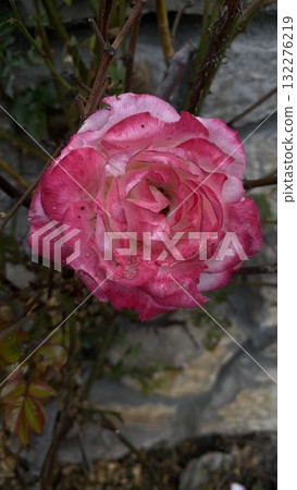 Pink rose flower with dew drops blooming in garden close up Pink rose flower with dew drops blooming in garden close up 132276219