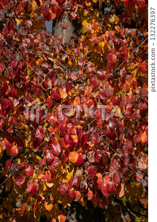Close-up of vibrant autumn foliage with red, orange, and yellow leaves illuminated by sunlight, showing rich seasonal texture and natural contrast Close-up of vibrant autumn foliage with red, orange, and yellow leaves illuminated by sunlight, showing rich seasonal texture and natural contrast 132276397