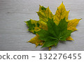 Textured white oak plank with green and yellow maple leaves on on an one with blank space at a side of image 132276455