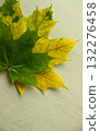 Two maple leaves with variety level of yellowing on a wood board stock photo for vertical backgrounds 132276458