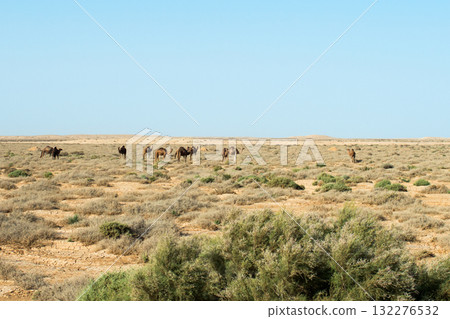 Group of camels eating grass in a medow. Tunisia, Africa 132276532