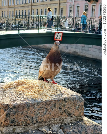 A plump pigeon stands on a stone river embankment next to a pile of scattered grain under a bridge in St. Petersburg. A plump pigeon stands on a stone river embankment next to a pile of scattered grain under a bridge in St. Petersburg. 132276596