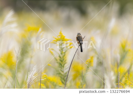 秋天飛到農田的伯勞鳥 秋天飛到農田的伯勞鳥 132276694