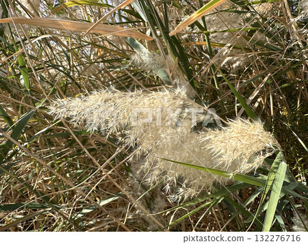 Common reed (lat.- Phragmites australis) 132276716