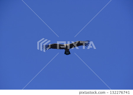 Andean Condor ,Torres del Paine National Park, Patagonia, Chile. Andean Condor ,Torres del Paine National Park, Patagonia, Chile. 132276741