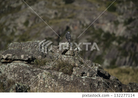 Red backed Hawk, Highland grasslands in Pampa de Achala , Quebrada del Condorito National Park,Cordoba province, Argentina Red backed Hawk, Highland grasslands in Pampa de Achala , Quebrada del Condorito National Park,Cordoba province, Argentina 132277114