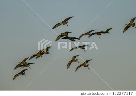 White faced ibis , La Pampa, Patagonia, Argentina White faced ibis , La Pampa, Patagonia, Argentina 132277117