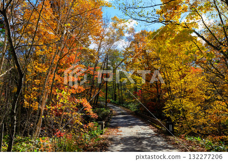 A road running through autumn leaves A road running through autumn leaves 132277206