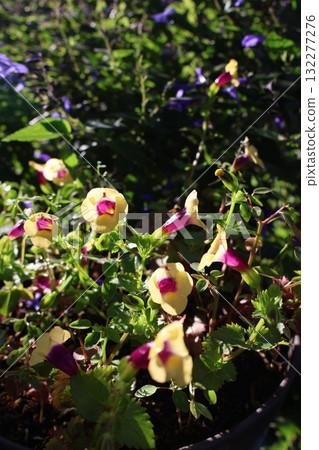Torenia and salvia bloom beautifully in autumn Torenia and salvia bloom beautifully in autumn 132277276