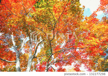 Colorful autumn leaves 132277298