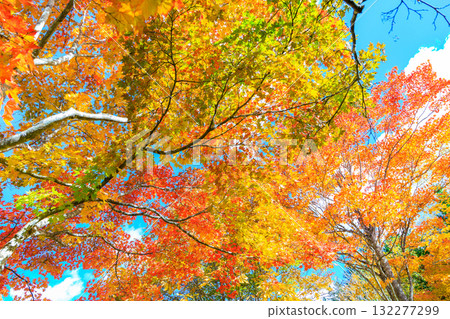 Colorful autumn leaves 132277299
