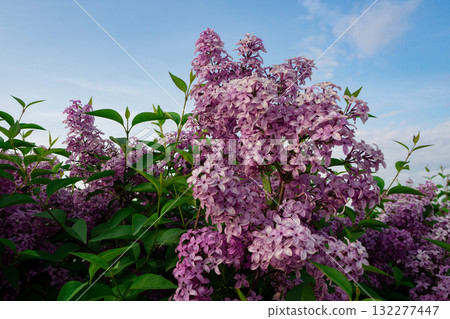 Bush of blooming purple lilac in spring garden. Lilac flowers in bloom. Branch of beautiful blossoms against blue sky. Natural background. Bush of blooming purple lilac in spring garden. Lilac flowers in bloom. Branch of beautiful blossoms against blue sky. Natural background. 132277447