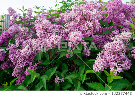 Lilac flowers in bloom. Bush of blooming purple lilac in city park. Branch of beautiful blossoms. Nature background. Spring or summer season Lilac flowers in bloom. Bush of blooming purple lilac in city park. Branch of beautiful blossoms. Nature background. Spring or summer season 132277448