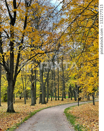 A picturesque autumn scene with a winding path surrounded by tall trees with golden fall leaves, creating a serene and colorful atmosphere. Gatchina Palace park. Seasonal vertical photo. A picturesque autumn scene with a winding path surrounded by tall trees with golden fall leaves, creating a serene and colorful atmosphere. Gatchina Palace park. Seasonal vertical photo. 132277515