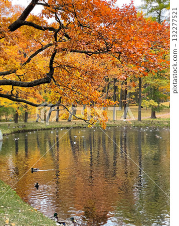 Serene pond reflects golden autumn foliage, surrounded by tall trees in vibrant colors. Peaceful natural scene. Seasonal nature background. Gathina Palace park in fall. 132277521