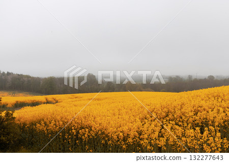 Fields with rapeseed on a foggy day. Agricultural fields. Fields with rapeseed on a foggy day. Agricultural fields. 132277643
