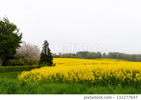Fields with rapeseed on a foggy day. Agricultural fields. 132277647