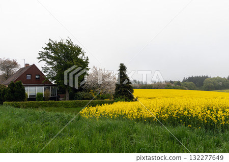 Fields with rapeseed on a foggy day. Agricultural fields. 132277649