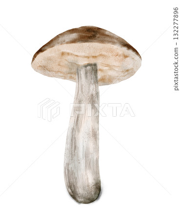Watercolor Mushroom Illustration Capturing the Beauty of Nature in Art Watercolor Mushroom Illustration Capturing the Beauty of Nature in Art 132277896