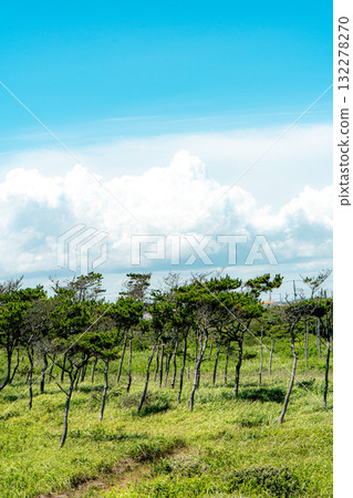 The blue sky and pine forest of Kujukuri Beach The blue sky and pine forest of Kujukuri Beach 132278270