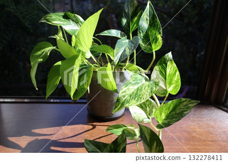 Two types of pothos planted 132278411