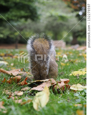 倫敦聖詹姆斯公園的松鼠 132278597