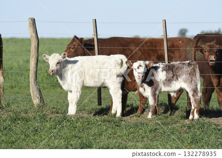 White Shorthorn calf , in Argentine countryside, La Pampa province, Patagonia, Argentina. White Shorthorn calf , in Argentine countryside, La Pampa province, Patagonia, Argentina. 132278935