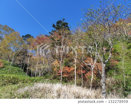 Autumn at Kinsei Pass, Nikko City, Tochigi Prefecture Autumn at Kinsei Pass, Nikko City, Tochigi Prefecture 132278939